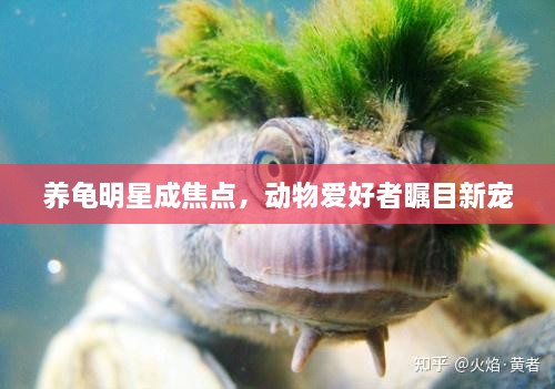 养龟明星成焦点，动物爱好者瞩目新宠