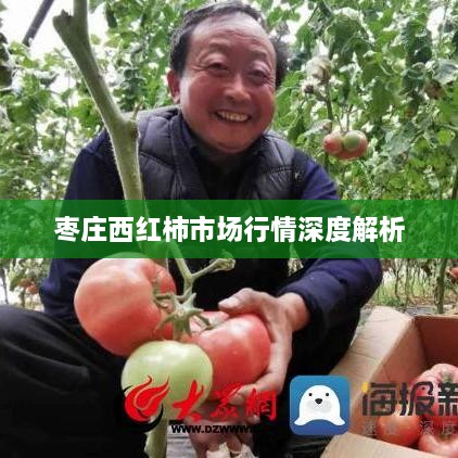 枣庄西红柿市场行情深度解析