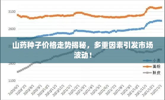 山药种子价格走势揭秘，多重因素引发市场波动！