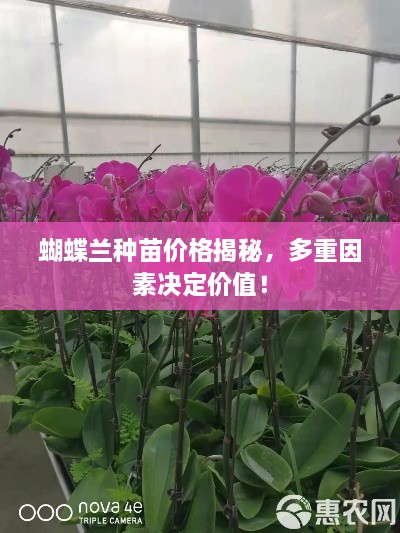 无冬无夏 第2页