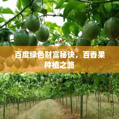 百度绿色财富秘诀，百香果种植之路