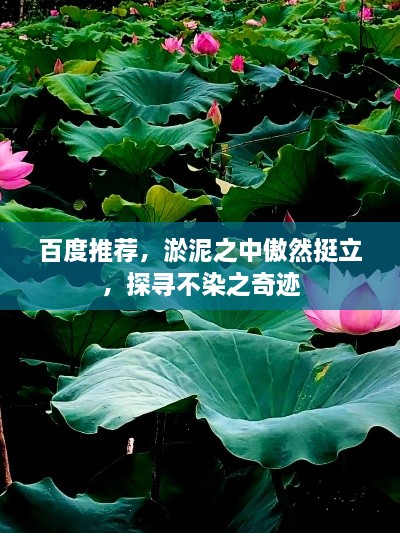 百度推荐，淤泥之中傲然挺立，探寻不染之奇迹