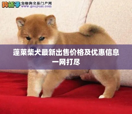 蓬莱柴犬最新出售价格及优惠信息一网打尽