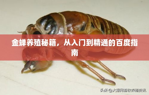 金蝉养殖秘籍，从入门到精通的百度指南