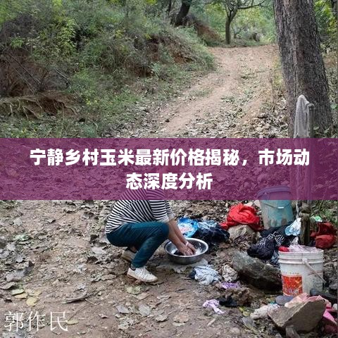 宁静乡村玉米最新价格揭秘，市场动态深度分析