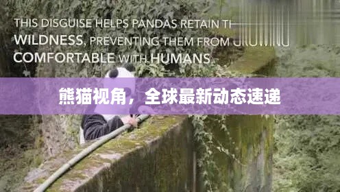熊猫视角，全球最新动态速递