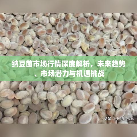 纳豆菌市场行情深度解析，未来趋势、市场潜力与机遇挑战