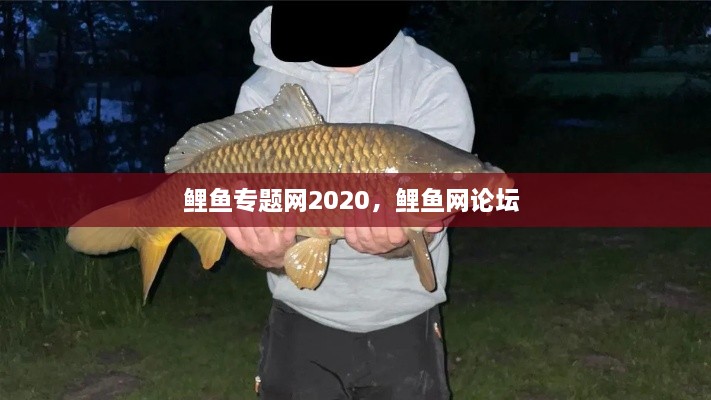鲤鱼专题网2020，鲤鱼网论坛 