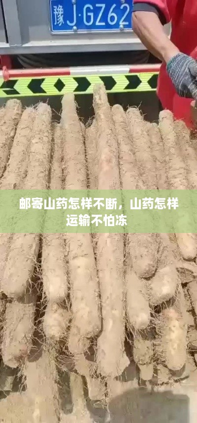 邮寄山药怎样不断，山药怎样运输不怕冻 