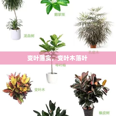 变叶落实，变叶木落叶 