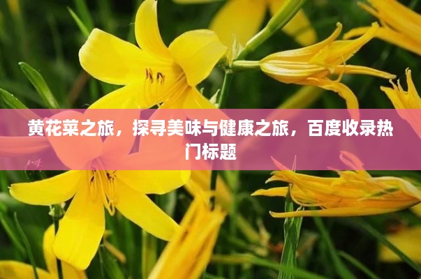 黄花菜之旅，探寻美味与健康之旅，百度收录热门标题