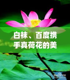 白袜、百度携手真荷花的美丽奇缘