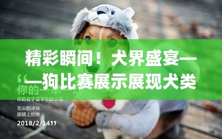 精彩瞬间！犬界盛宴——狗比赛展示展现犬类魅力
