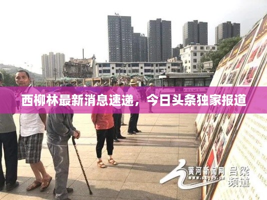 西柳林最新消息速递，今日头条独家报道