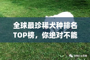 全球最珍稀犬种排名TOP榜，你绝对不能错过！